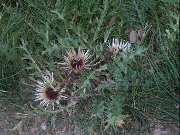 Silver Thistle with Bumblebee
