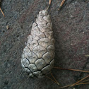 Scots pine cone