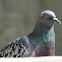 Rock Pigeon ( Checkered )