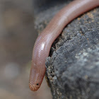 Worm Snake