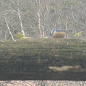 Red-breasted Nuthatch