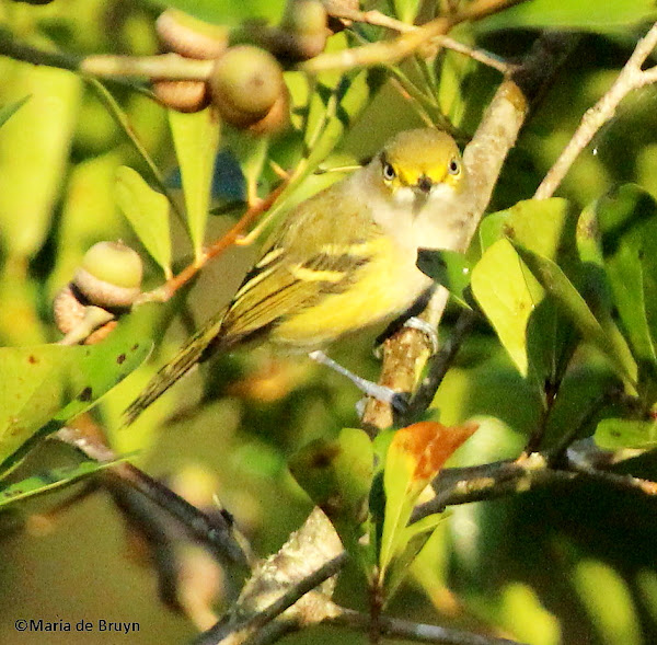 White-eyed vireo | Project Noah