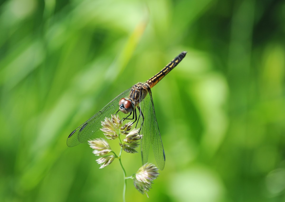 Blue Dasher Dragonfly (female)