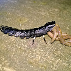 Firefly Larvae