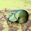 Tortoise Beetle, Tortolita tortuga