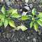 Green bell peppers