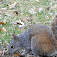 Western Gray Squirrel Project