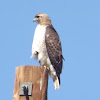 Fuerte's Red-tailed Hawk