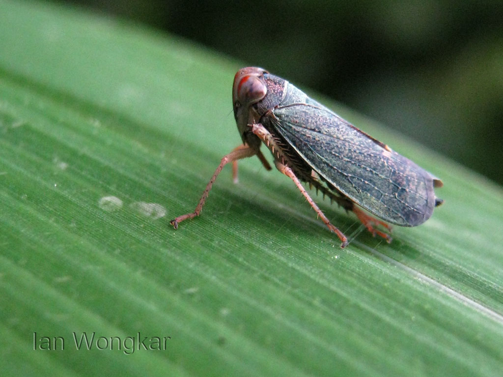 Leafhopper