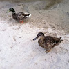Mallard duck couple