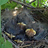 Northern Mockingbird nestlings