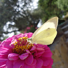 Large white