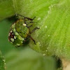 Green vegetable Bug Nymph