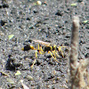 Vase-cell/Slender Mud-dauber Wasp
