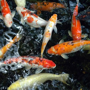 Fancy Koi Fish Live Wallpaper Screenshots 5