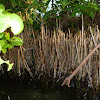 Black mangrove