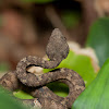 Malabar Pit Viper