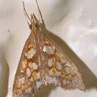 Crambid Moth