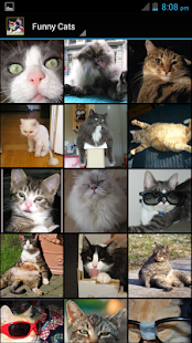 How to get Funny Cat Wallpapers HD 1.0 unlimited apk for android