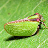 Two-Striped Planthopper