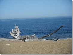 giant log on beach