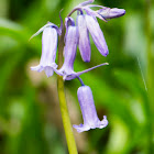 Bluebell