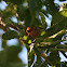 Red-Headed Weaver