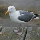 western gull