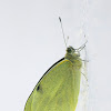 Large White/ Cabbage Butterfly