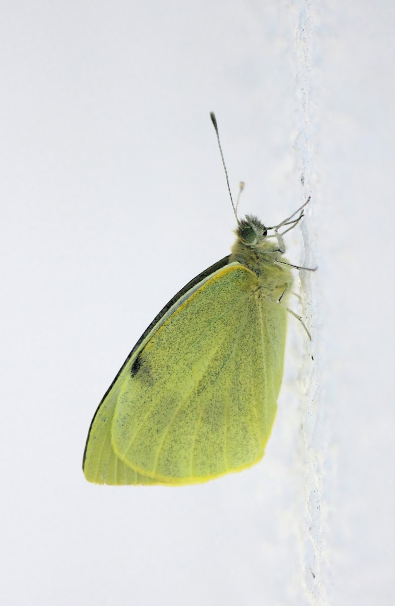 Large White/ Cabbage Butterfly