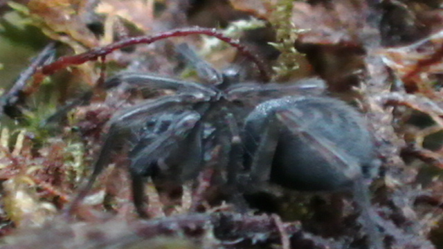 Spruce-fir moss spider