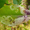 Leaf Mining Larvae