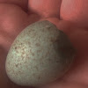 Common Blackbird (egg)