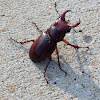 Reddish-brown Stag Beetle, male