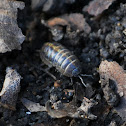 pill bug