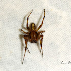European Garden Spider (male)