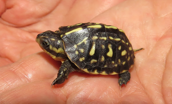 Florida Box Turtle (hatchling) Project Noah