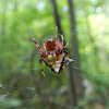 Arrowhead Spider