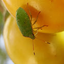 Green potato bug