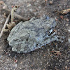 Cope's Gray Treefrog