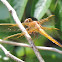 Needham's Skimmer Dragonfly (female)