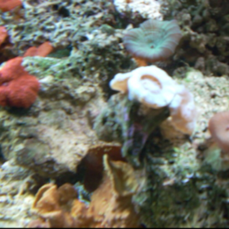 Trumpet, Mushroom, and Cup Coral