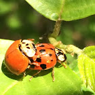 Multi-colored asian lady beetle