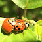 Multi-colored asian lady beetle