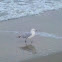 Ring-billed Gull