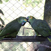 Turquoise-Fronted Amazon/Blue-Fronted Parrot