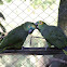 Turquoise-Fronted Amazon/Blue-Fronted Parrot