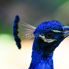 ...I see you... by Angeline JoVan - Novices Only Wildlife
