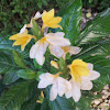 Yellow and White marmalade flower