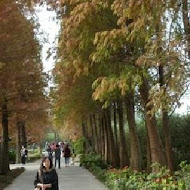 菁芳園 Tenway Garden／花園餐廳／落羽松